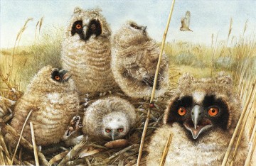 little owls birds Oil Paintings
